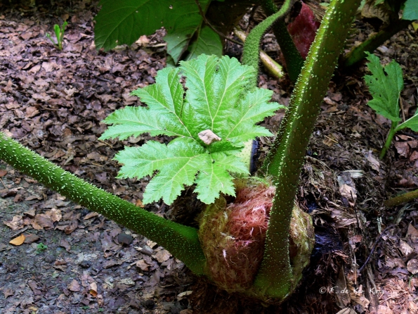 Bois des Moutiers  (82) Summer 2012